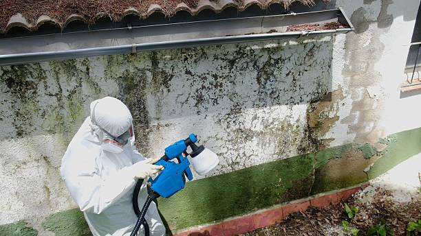 Trusted Mold Inspection service in Elkton, KY - Cheap Mold Removal